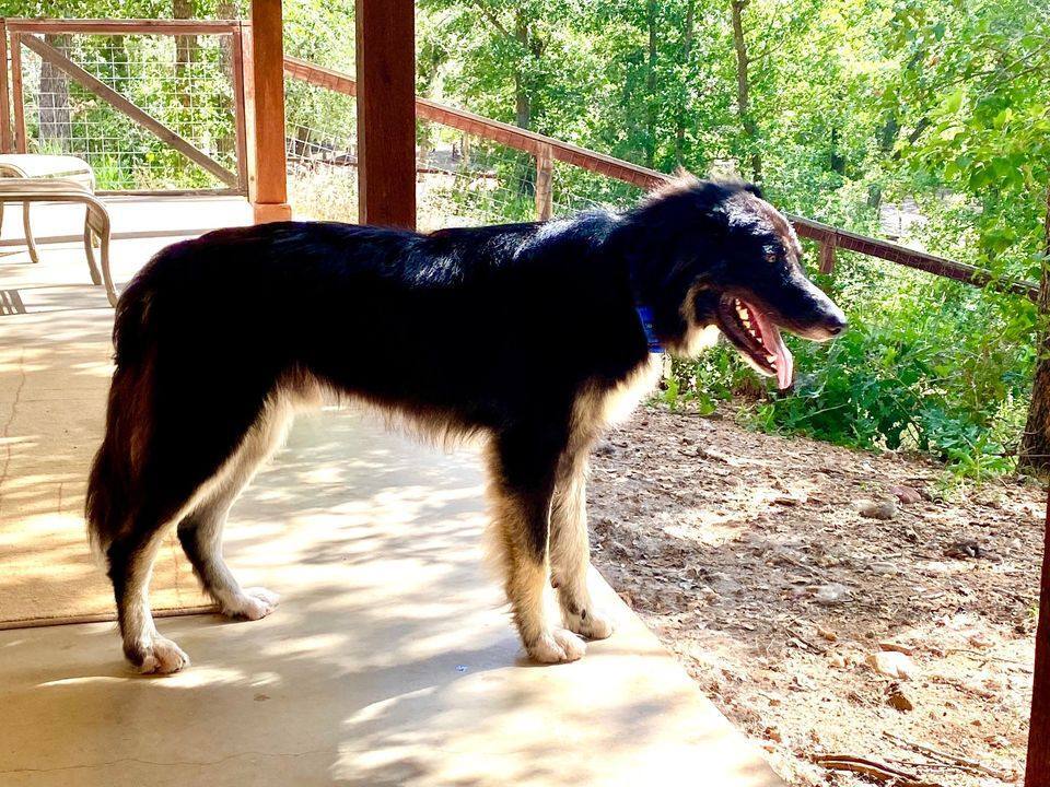 Diesel, a Adoptable mixed breed in Houston, TX image 3/4