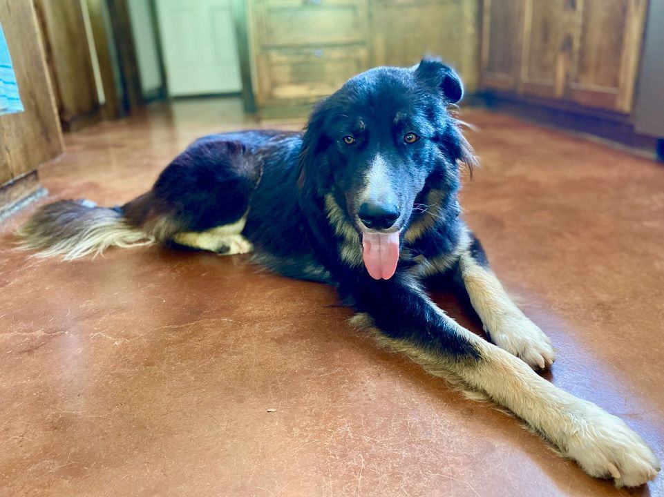 Diesel, a Adoptable mixed breed in Houston, TX image 4/4