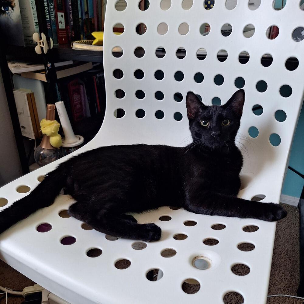 Damien, Adoptable, Kitten Male Bombay.
