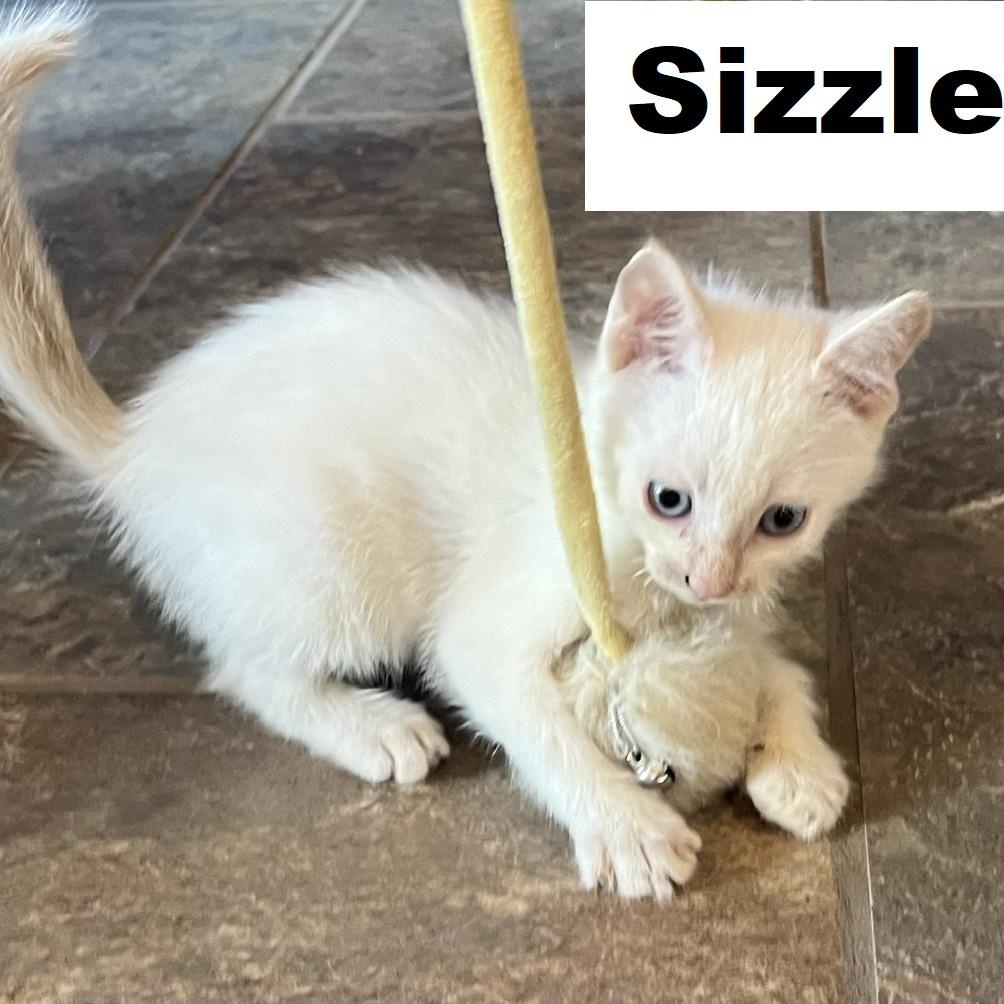 Enlarge Hot Stuff litter of 5, a Adopted Domestic Short Hair in Morrison, CO image 3/5