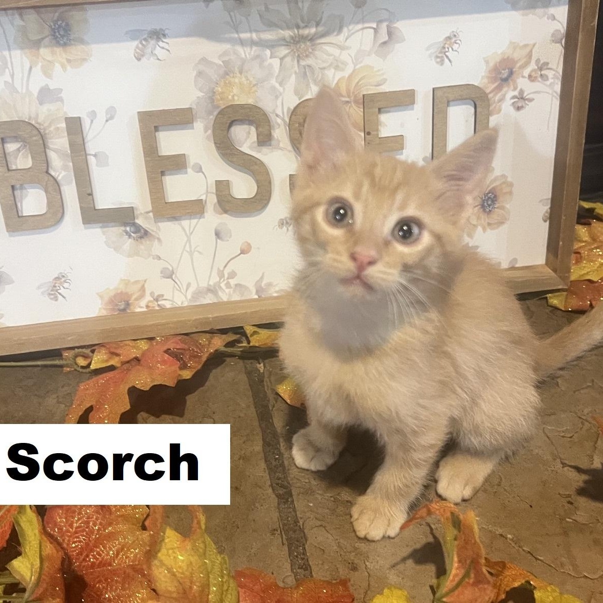 Enlarge Hot Stuff litter of 5, a Adopted Domestic Short Hair in Morrison, CO image 4/5