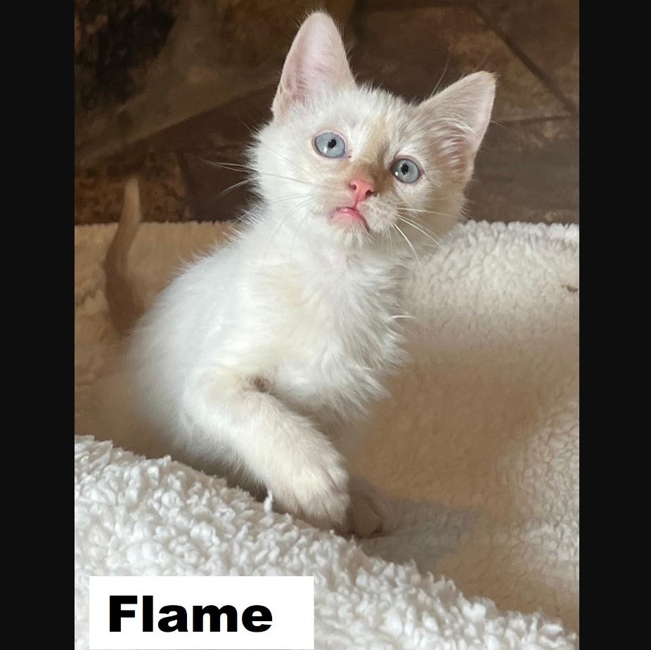 Enlarge Hot Stuff litter of 5, a Adopted Domestic Short Hair in Morrison, CO image 5/5