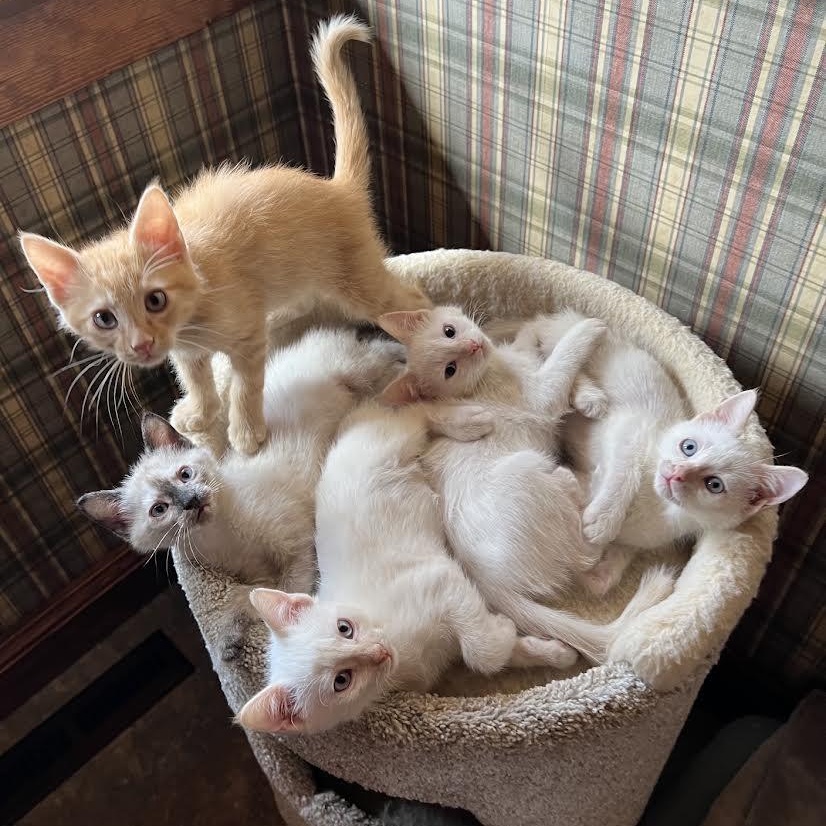 Enlarge Hot Stuff litter of 5, a Adopted Domestic Short Hair in Morrison, CO image 1/5