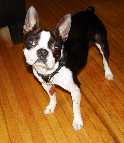 Marie, a Adopted Boston Terrier in Waterloo, ON image 1/4