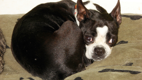 Marie, a Adopted Boston Terrier in Waterloo, ON image 2/4