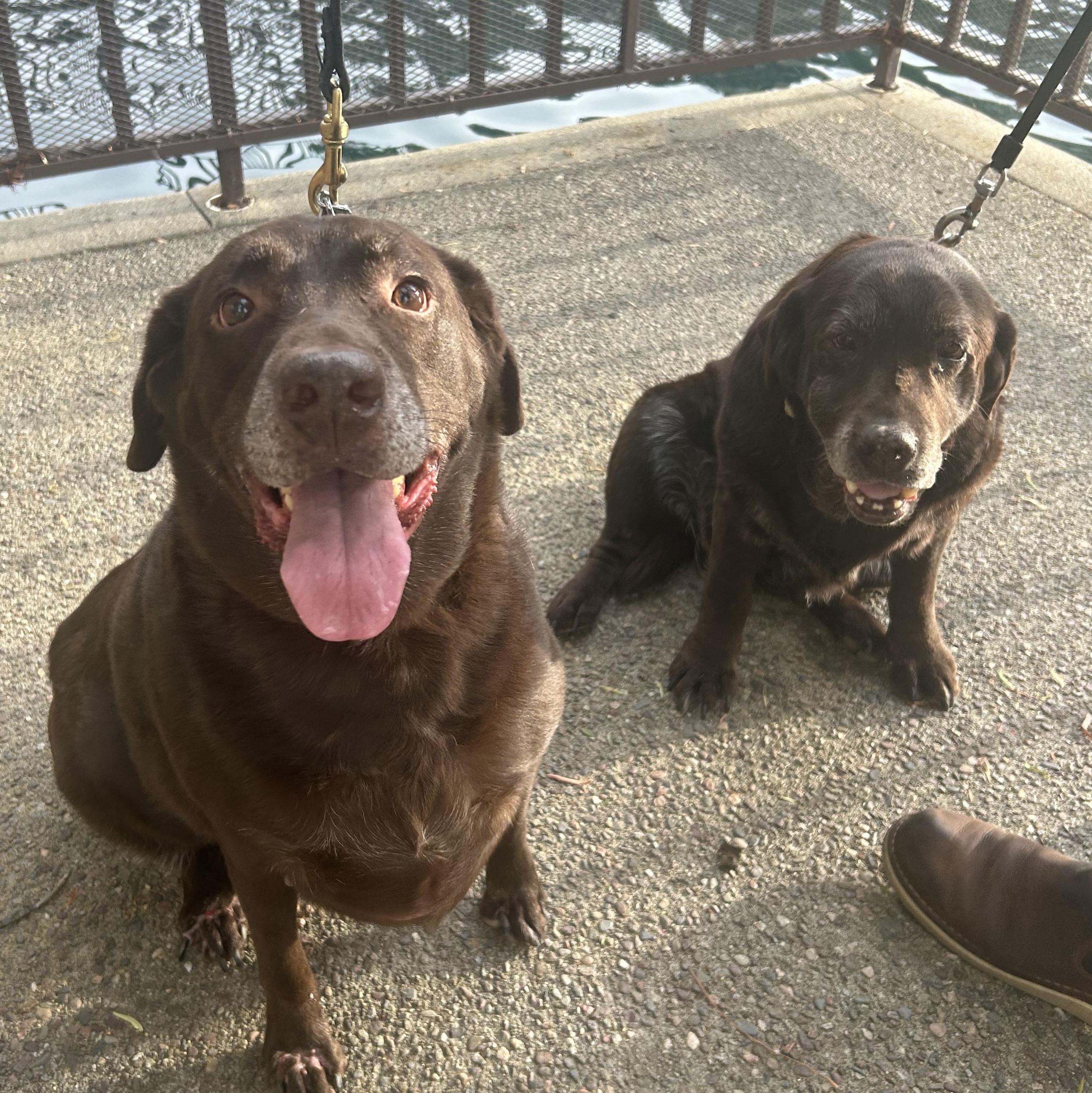 Mocha, a Adoptable Labrador Retriever in San Francisco, CA image 2/2