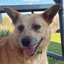 Sable, Adoptable, Young Female Cattle Dog.