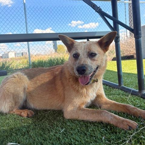 Sable, a Adoptable Cattle Dog in Idaho Falls, ID image 2/4