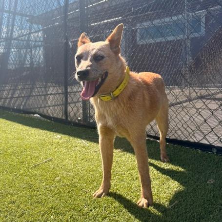 Sable, a Adoptable Cattle Dog in Idaho Falls, ID image 3/4