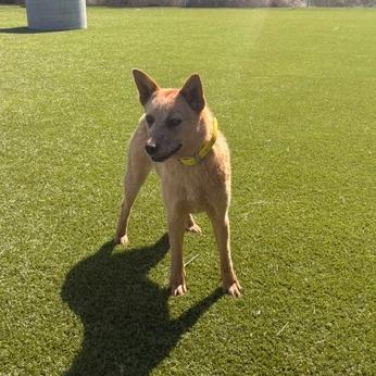 Sable, a Adoptable Cattle Dog in Idaho Falls, ID image 4/4