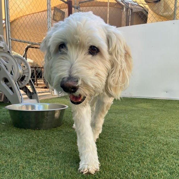 Enlarge Blue, an adopted mixed breed in Scottsdale, AZ image 1/3