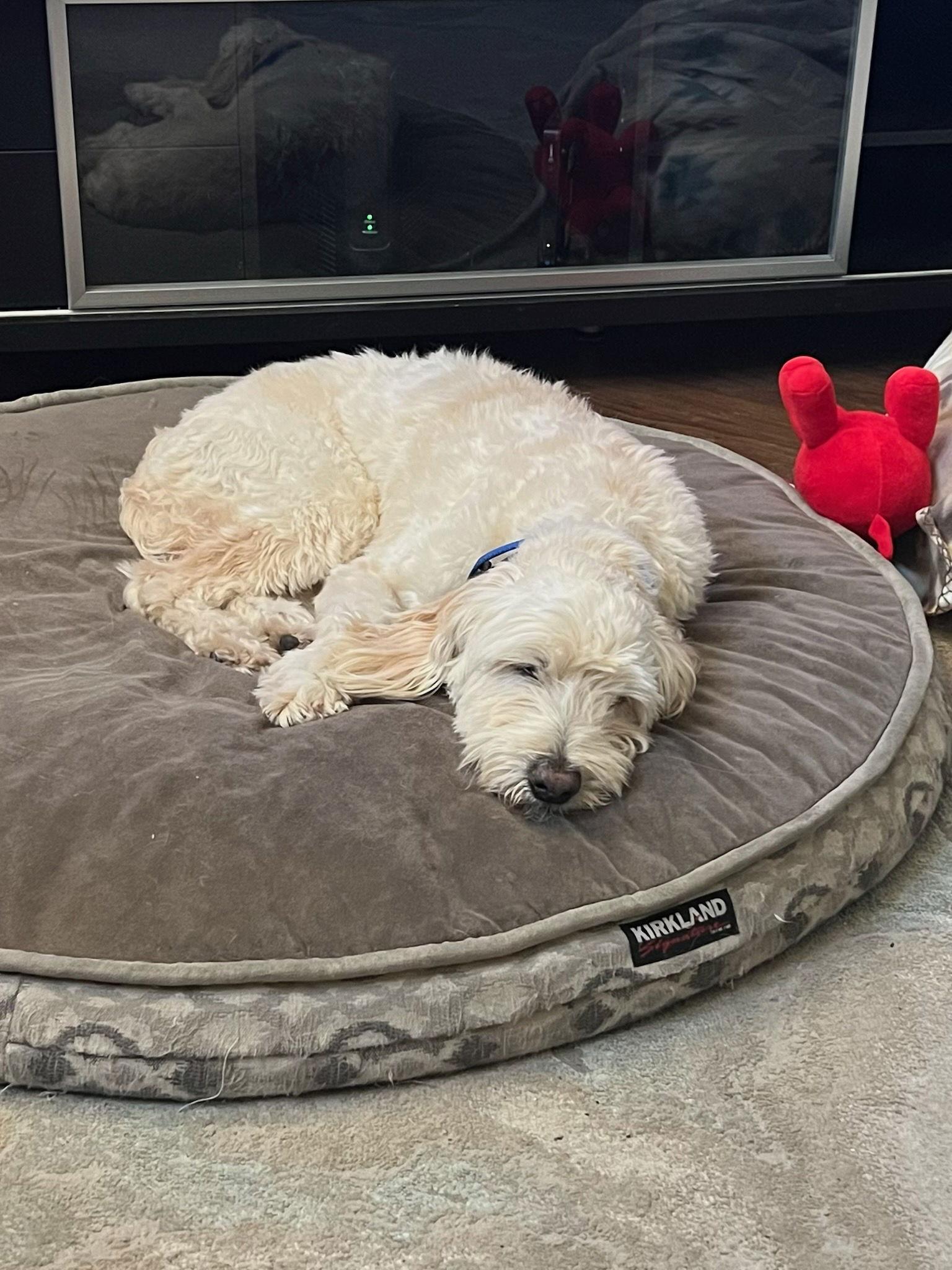 Enlarge Blue, an adopted mixed breed in Scottsdale, AZ image 3/3