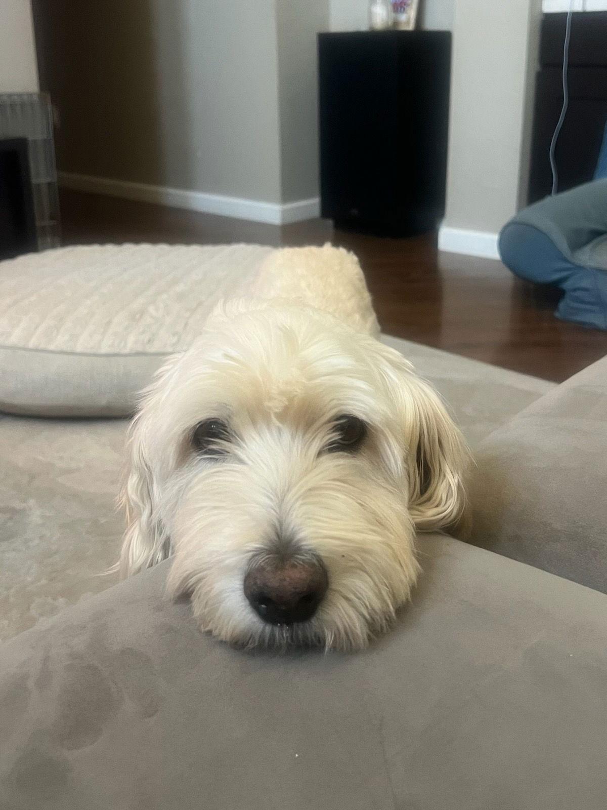 Enlarge Blue, an adopted mixed breed in Scottsdale, AZ image 2/3