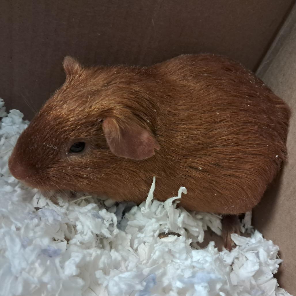 Ron Weasley, Adoptable, Young Male Guinea Pig.