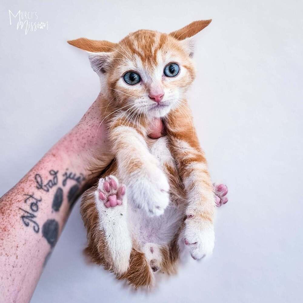 Florin, Adoptable, Kitten Male Domestic Short Hair.