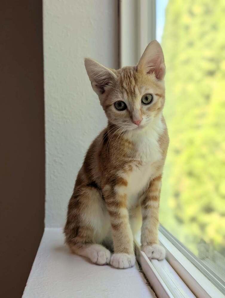 Enlarge Florin, a Adoptable mixed breed in Spokane , WA image 2/3