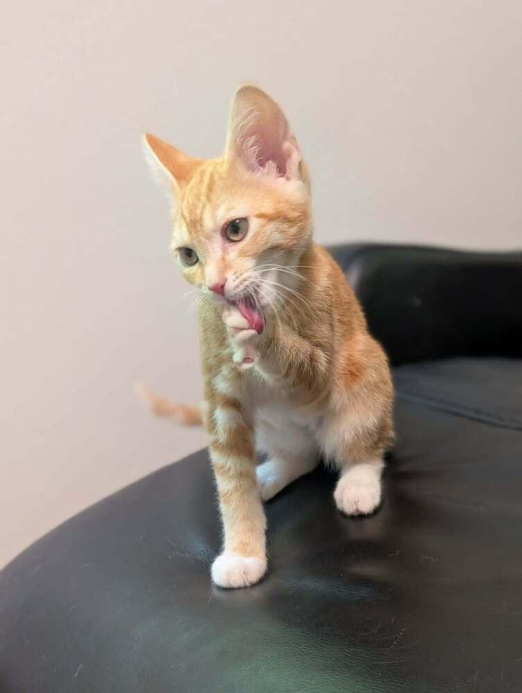 Enlarge Florin, a Adoptable mixed breed in Spokane , WA image 3/3