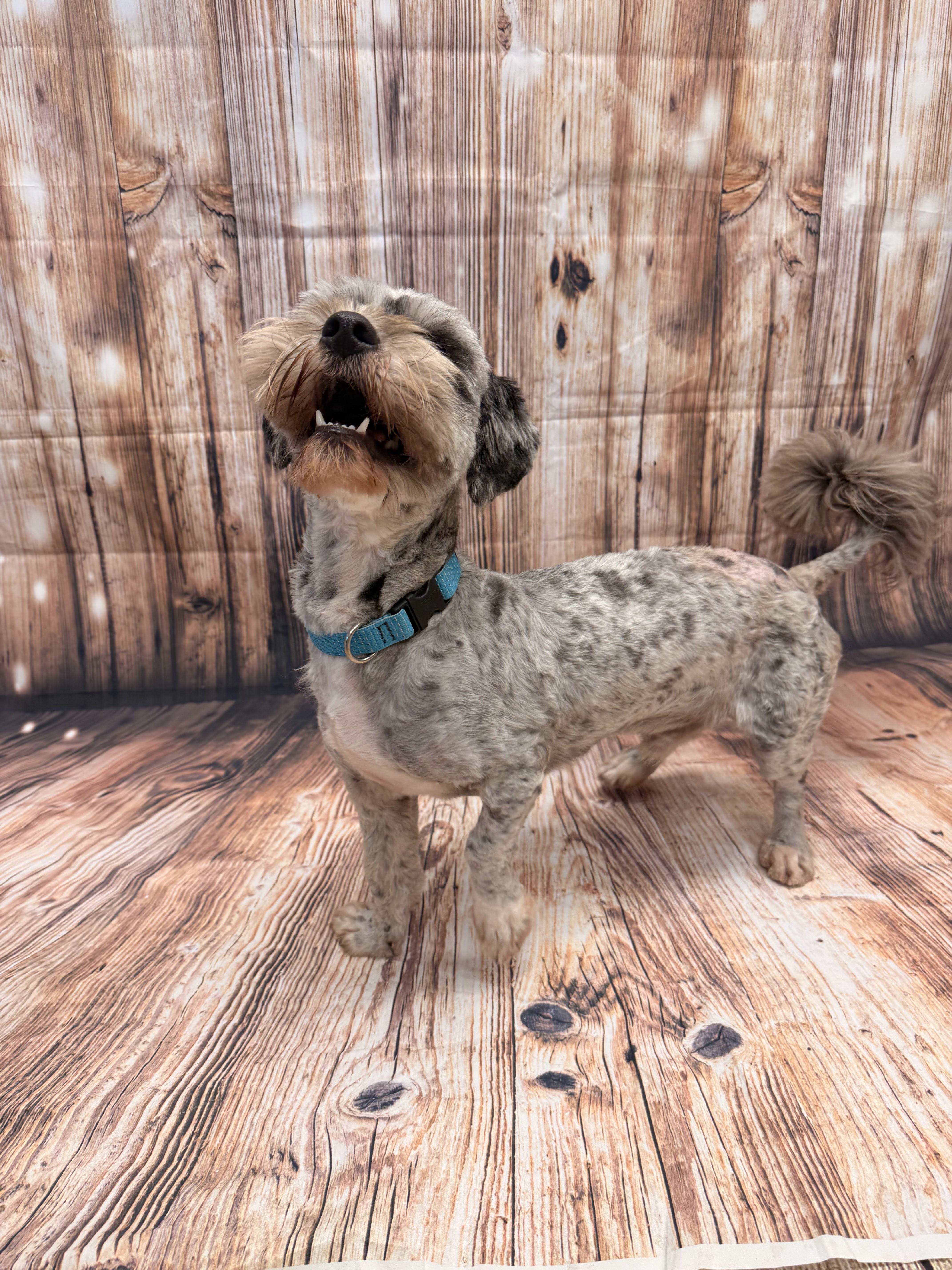 Teddy, an adopted Maltese in Neillsville, WI image 2/6