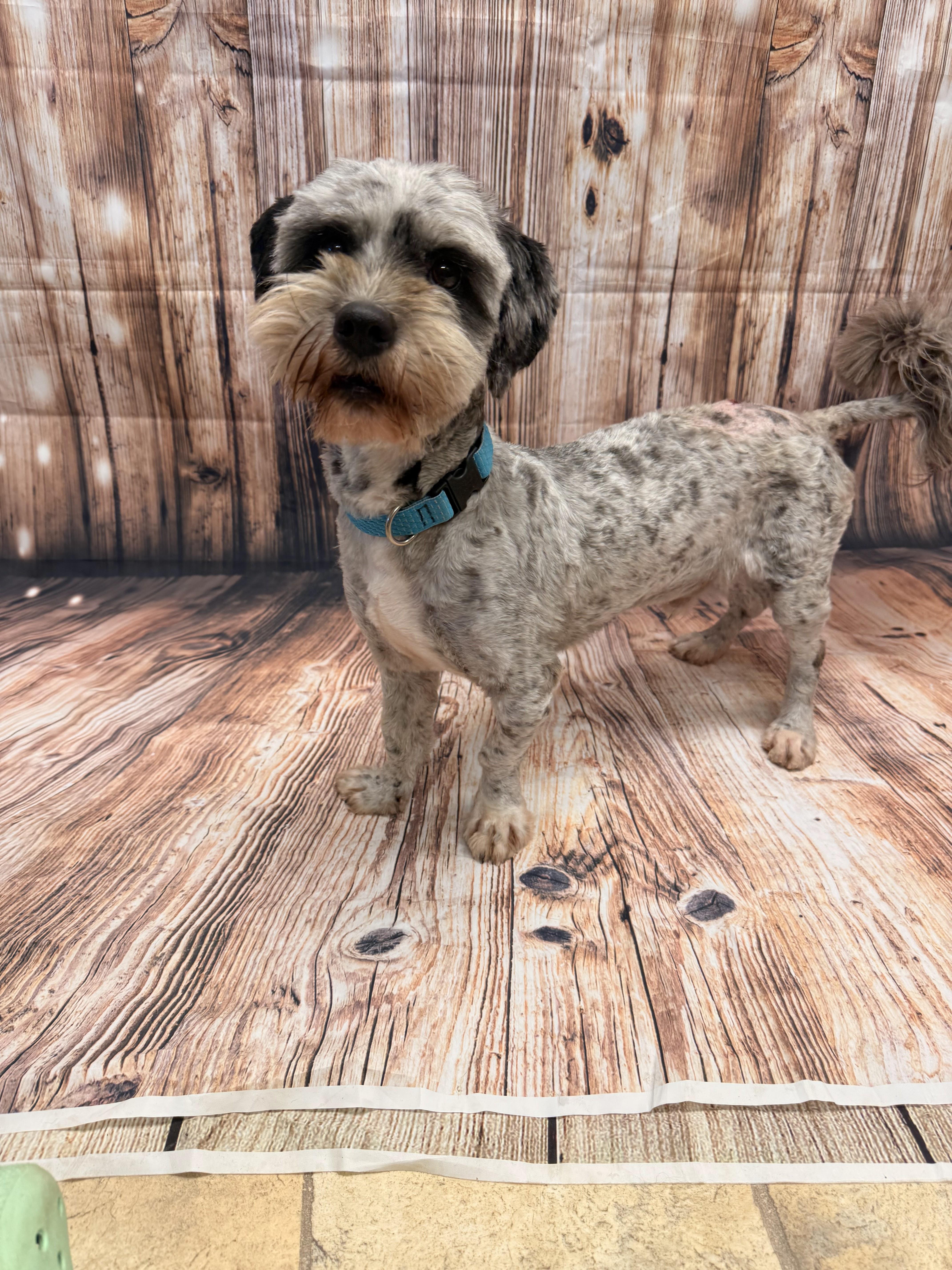 Teddy, an adopted Maltese in Neillsville, WI image 3/6