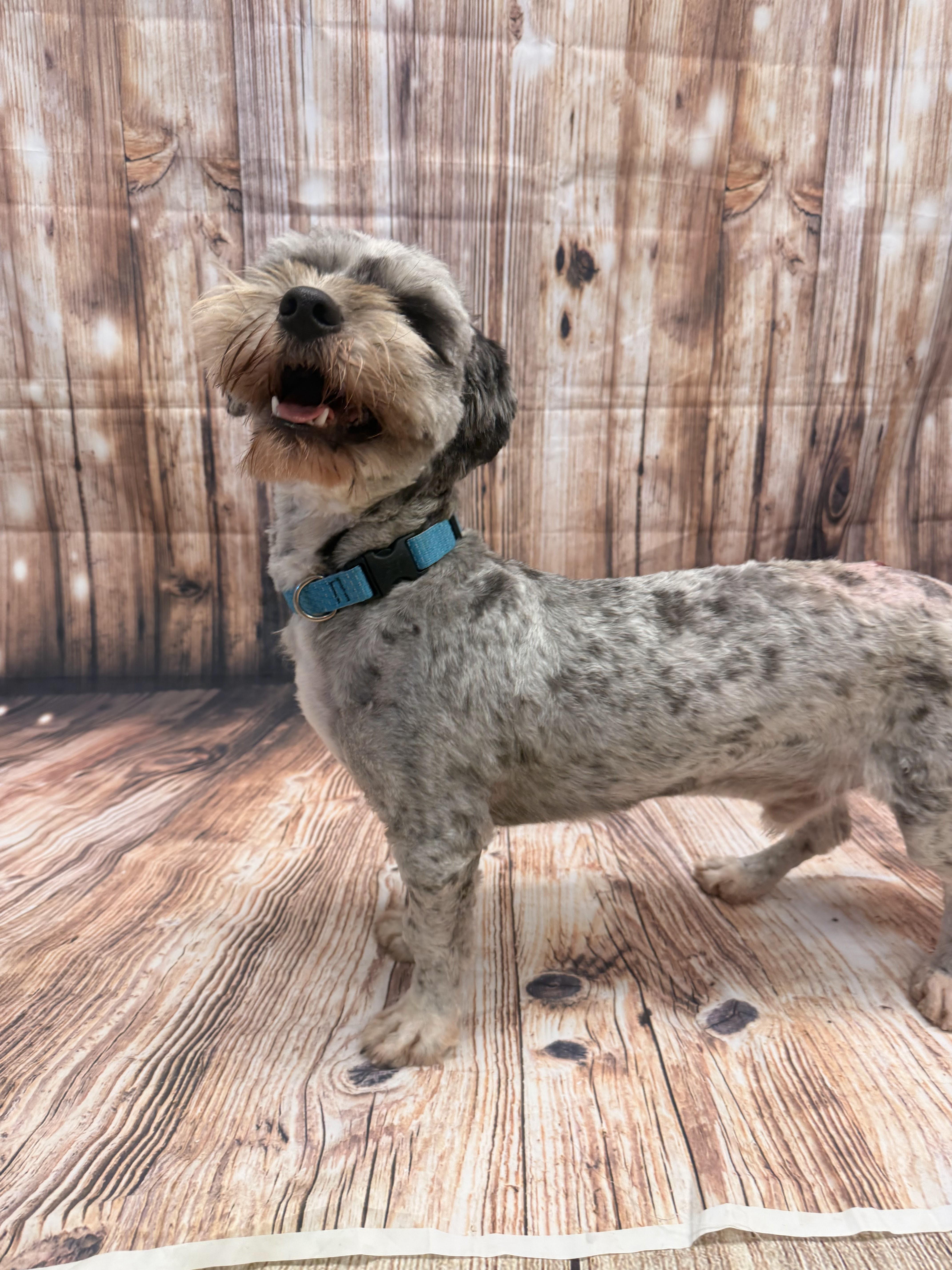 Teddy, an adopted Maltese in Neillsville, WI image 6/6