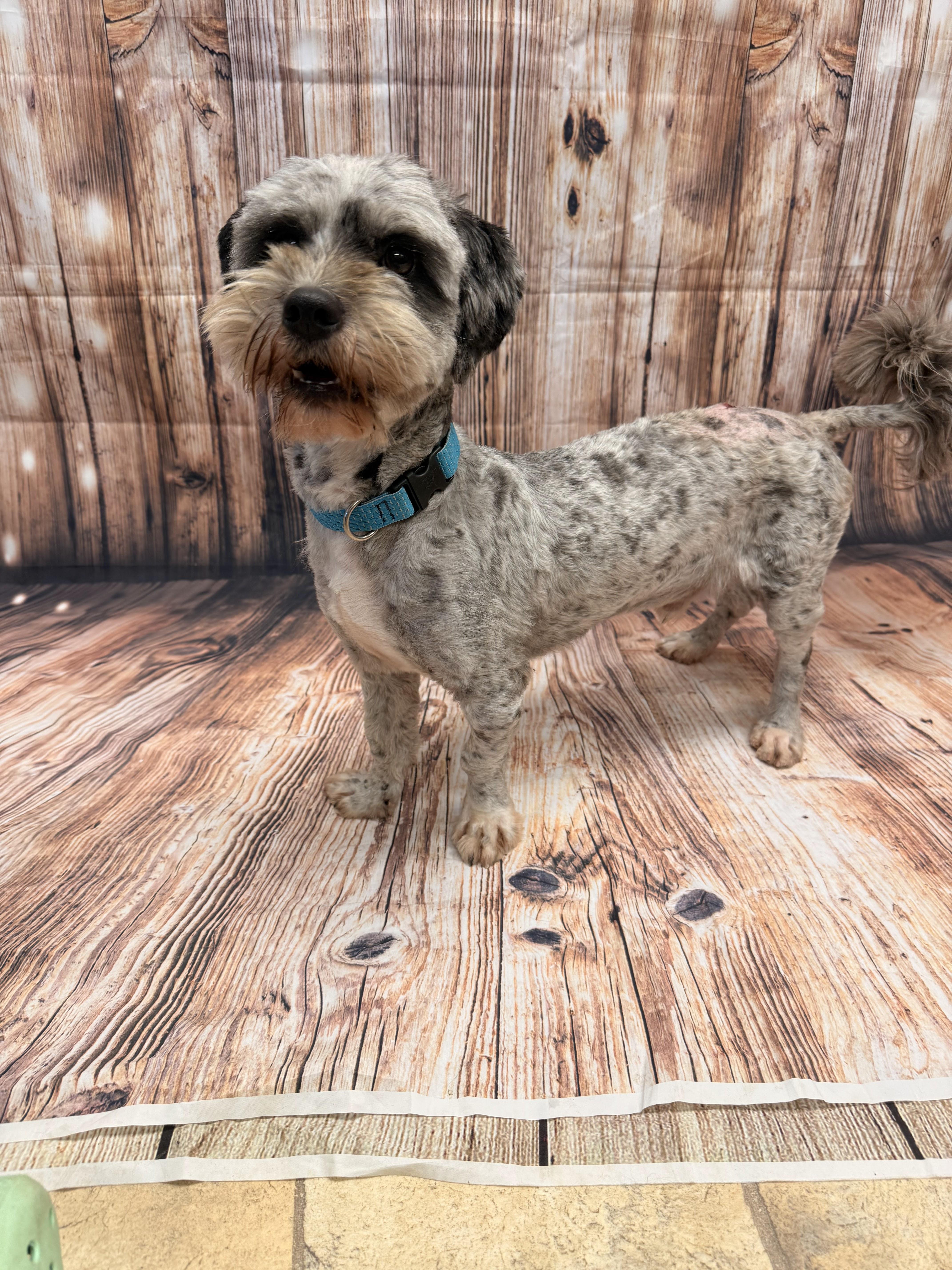 Teddy, an adopted Maltese in Neillsville, WI image 5/6