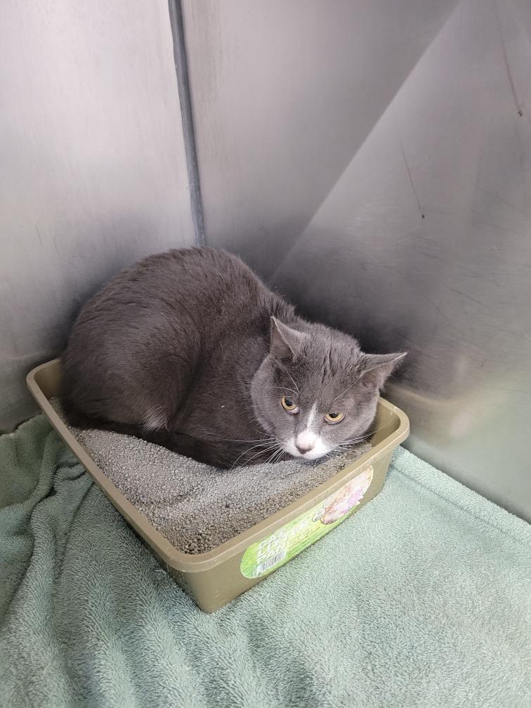 Enlarge Itsy, a Adoptable mixed breed in Syracuse, IN image 1/1