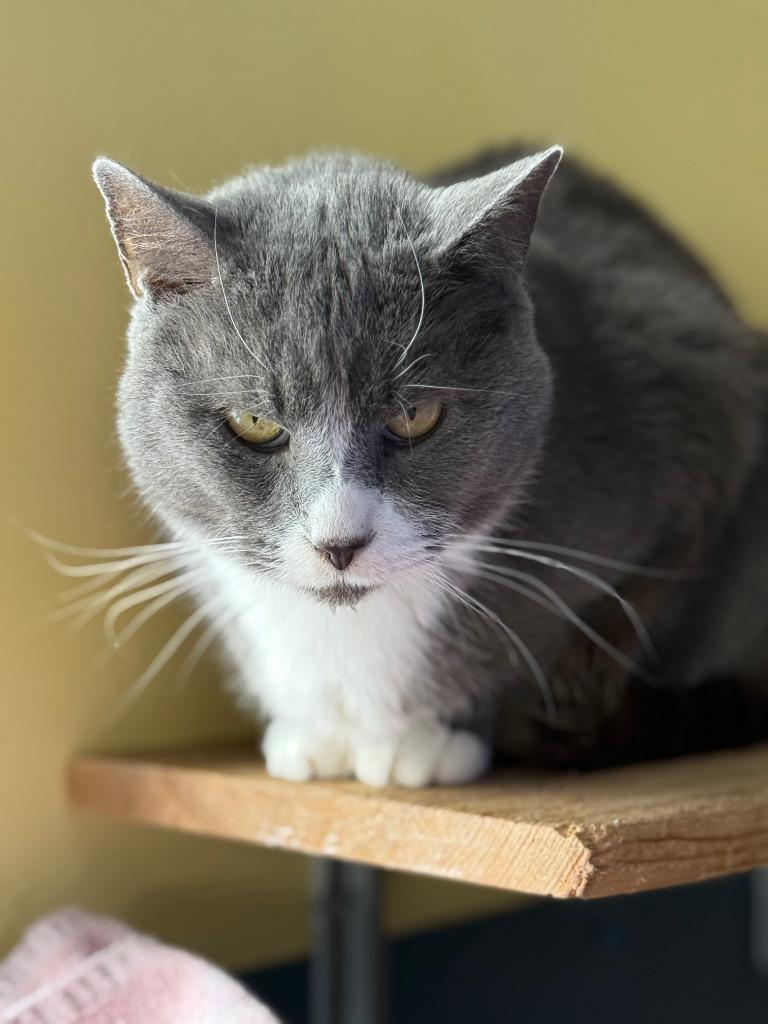 Enlarge Itsy, a Adoptable mixed breed in Syracuse, IN image 2/2