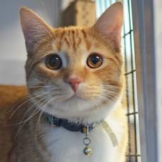 Royce, ADOPTABLE, Adult Male Domestic Short Hair.