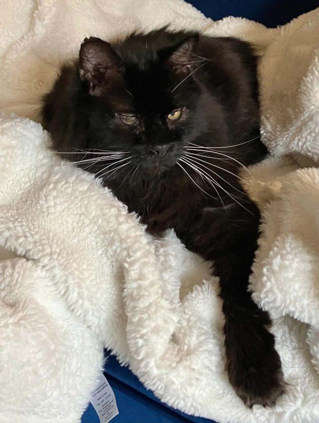 Dalek, Adoptable, Adult Male Domestic Long Hair.