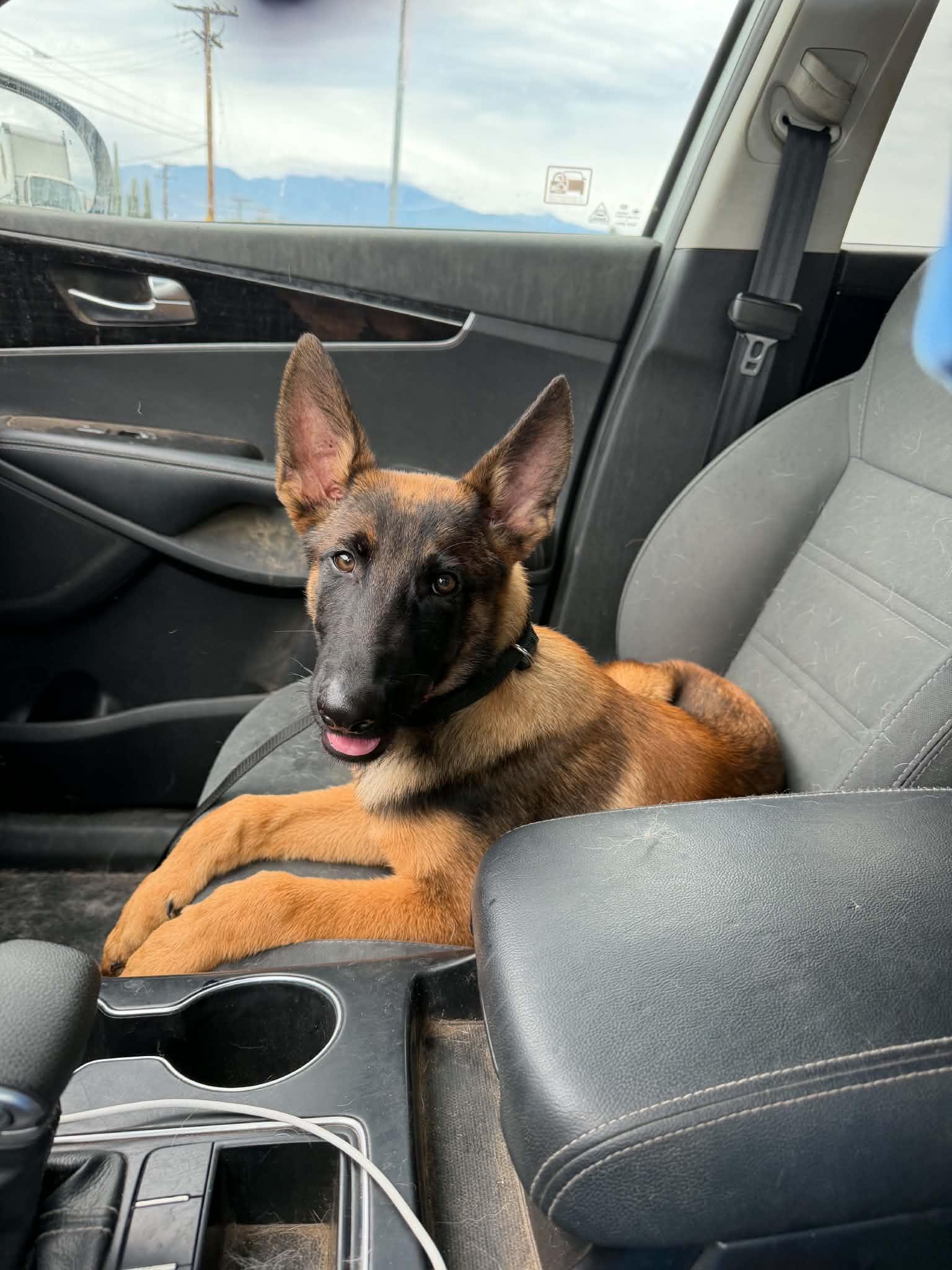 Glitch, Adoptable, Puppy Male Belgian Shepherd / Malinois.