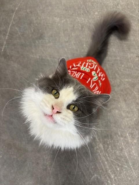 Enlarge Bones, a Adopted mixed breed in Ladysmith, WI image 1/5