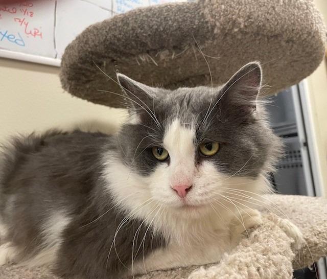 Enlarge Bones, a Adoptable mixed breed in Ladysmith, WI image 1/4