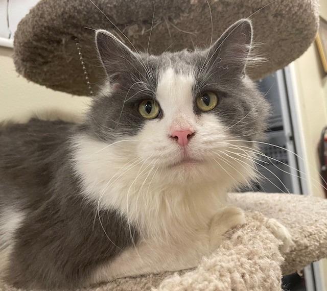 Enlarge Bones, a Adoptable mixed breed in Ladysmith, WI image 2/4