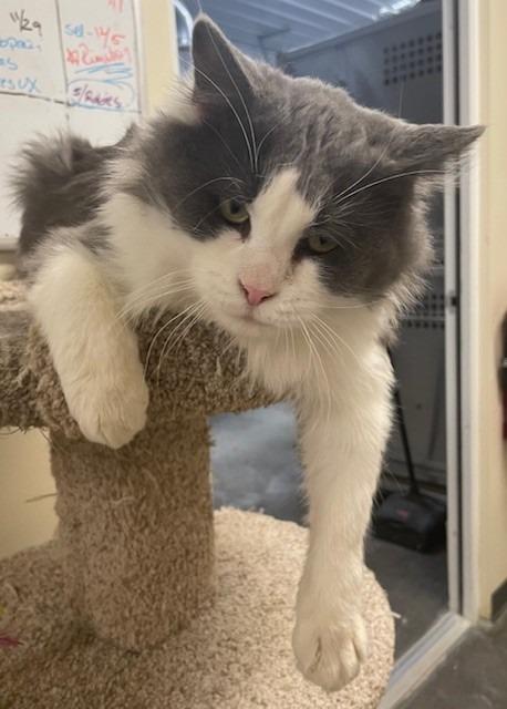 Enlarge Bones, a Adoptable mixed breed in Ladysmith, WI image 3/4