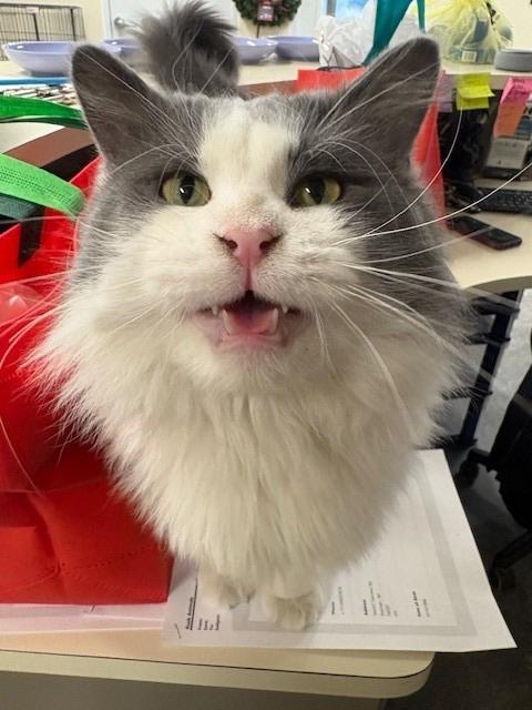 Enlarge Bones, a Adopted mixed breed in Ladysmith, WI image 2/5