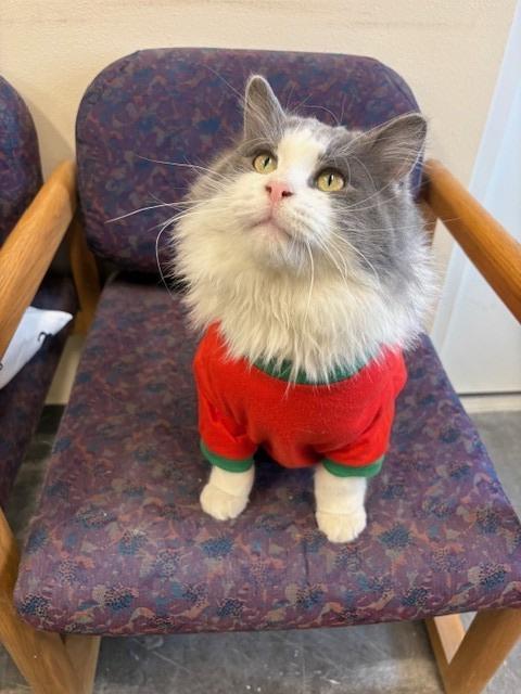 Enlarge Bones, a Adopted mixed breed in Ladysmith, WI image 3/5