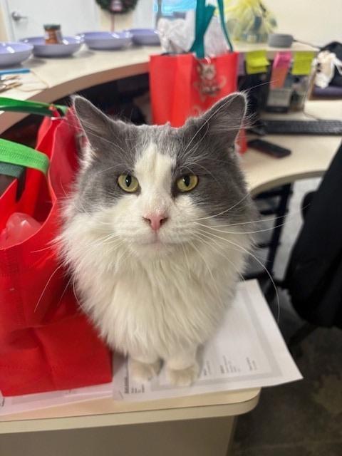 Enlarge Bones, a Adopted mixed breed in Ladysmith, WI image 4/5