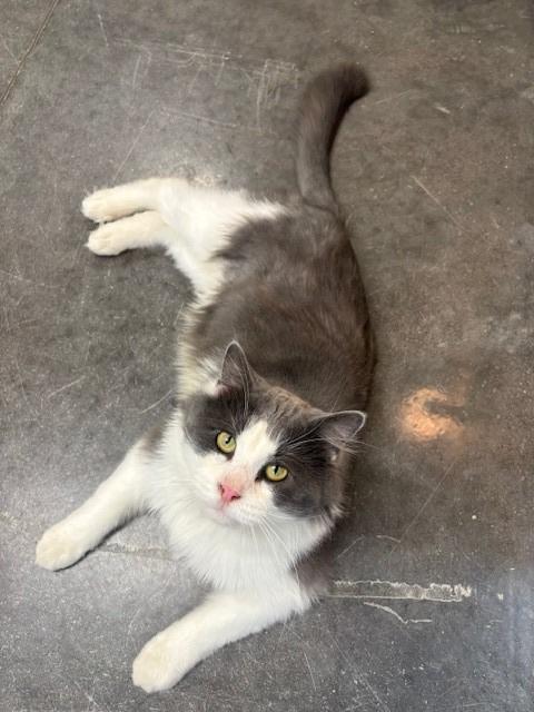 Enlarge Bones, a Adoptable mixed breed in Ladysmith, WI image 4/4