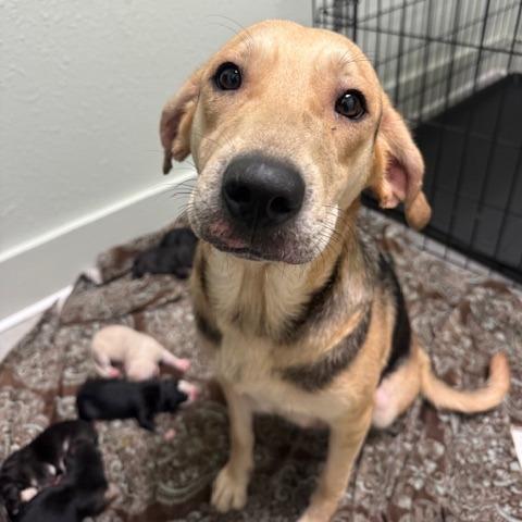 Alberta, a Adoptable mixed breed in Jasper, IN image 1/2