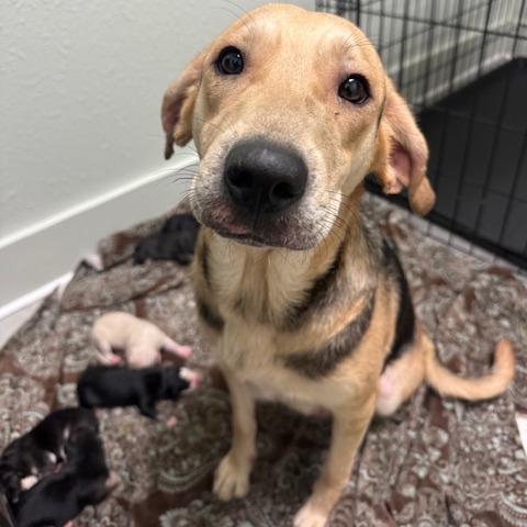 Alberta, a Adoptable mixed breed in Jasper, IN image 2/2