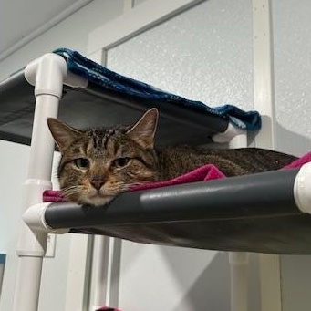 Enlarge Pancake, a ADOPTABLE Domestic Short Hair in Ashland, OH image 1/3