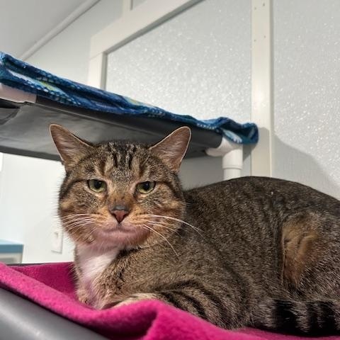 Enlarge Pancake, a ADOPTABLE Domestic Short Hair in Ashland, OH image 3/3