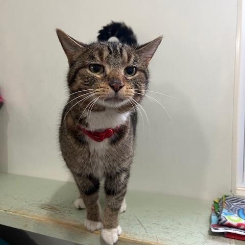 Enlarge Pancake, a ADOPTABLE Domestic Short Hair in Ashland, OH image 2/3