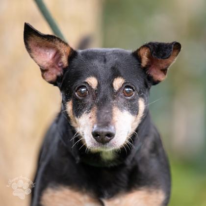 Buddy, Adoptable, Senior Male Terrier & Mixed Breed.