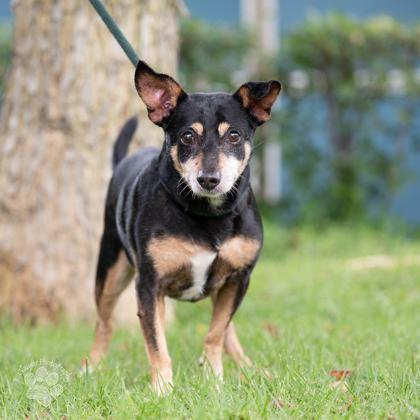 Buddy, a Adoptable mixed breed in Honolulu, HI image 2/2