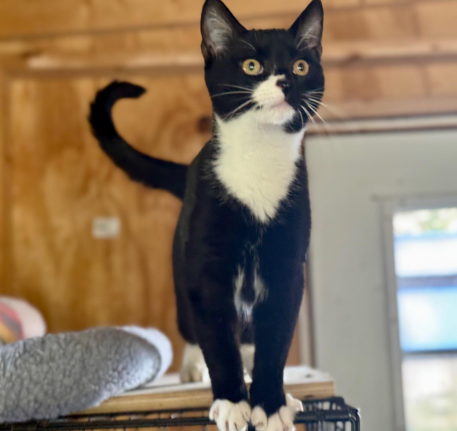 Durham, Adoptable, Kitten Male Tabby.