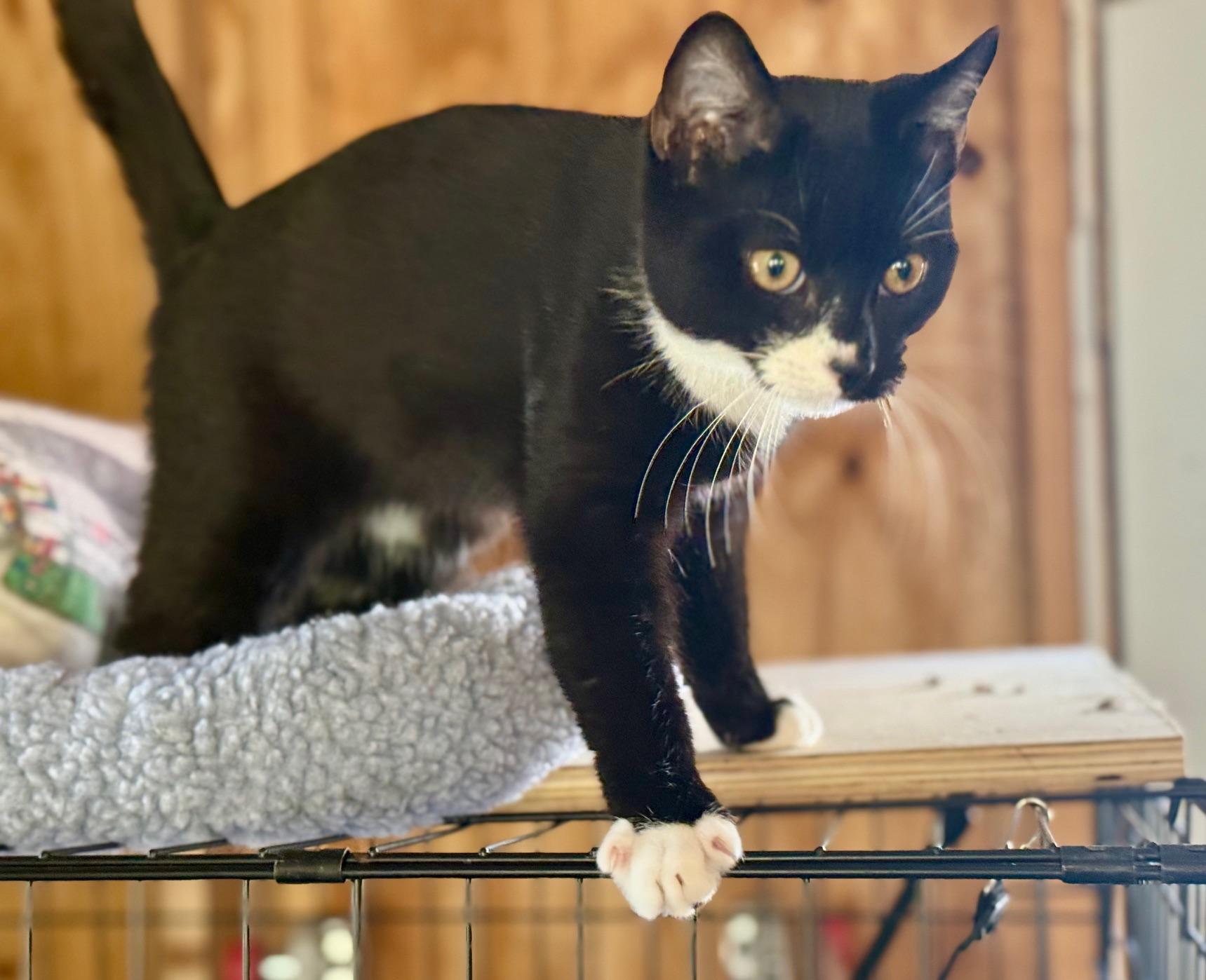 Enlarge Durham, a Adoptable Tabby in Johnson City, TN image 2/3