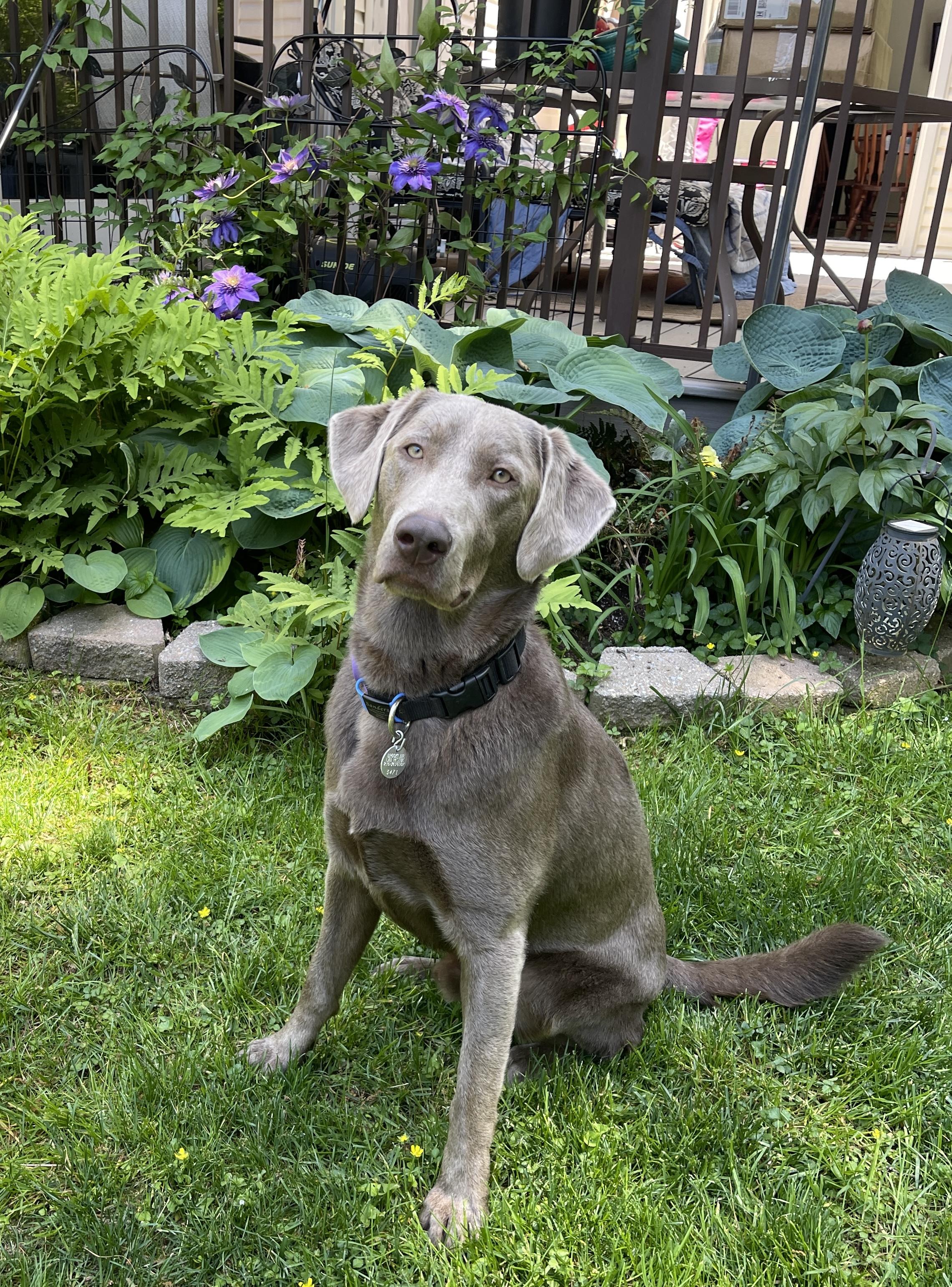 Enlarge Roman, an adoption pending Labrador Retriever in Warrington, PA image 1/6