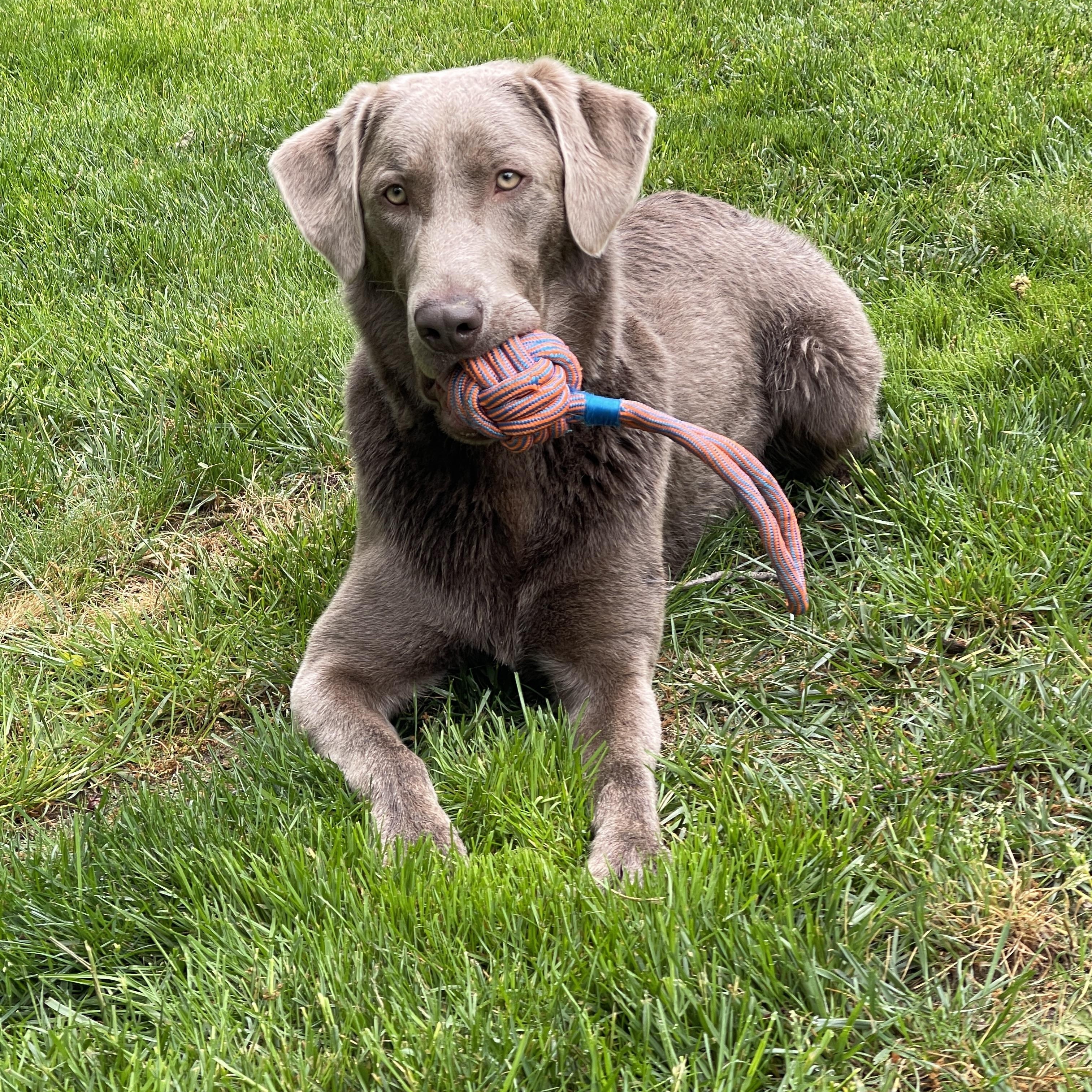 Enlarge Roman, an adoption pending Labrador Retriever in Warrington, PA image 2/6
