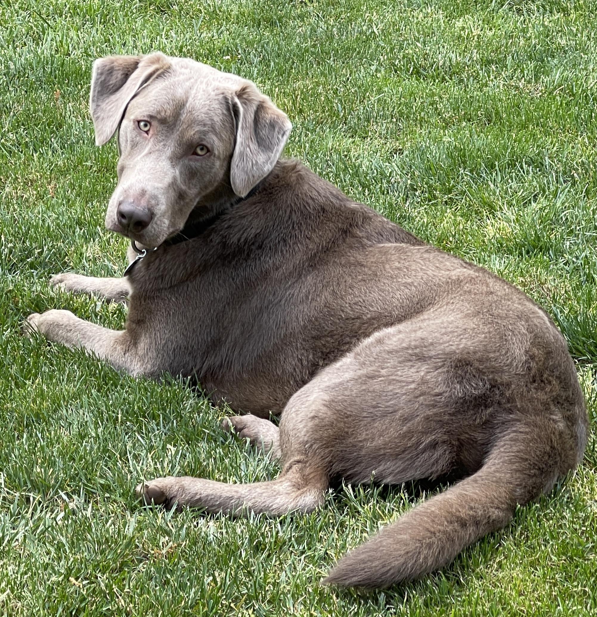 Enlarge Roman, an adoption pending Labrador Retriever in Warrington, PA image 4/6